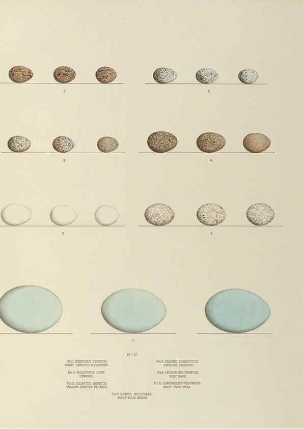 Reproducción/Reproduction 6058398339: Illustrations of the nests and eggs of birds of Ohio. v.2 Circleville, Ohio, U.S.A. :[s.n.],1886 