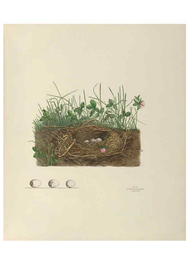 Reproducción/Reproduction 6058398471: Illustrations of the nests and eggs of birds of Ohio. v.2 Circleville, Ohio, U.S.A. :[s.n.],1886 