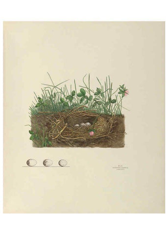 Reproducción/Reproduction 6058398471: Illustrations of the nests and eggs of birds of Ohio. v.2 Circleville, Ohio, U.S.A. :[s.n.],1886 