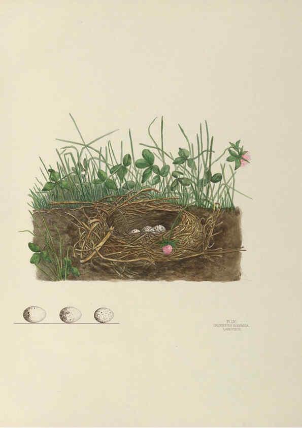 Reproducción/Reproduction 6058398471: Illustrations of the nests and eggs of birds of Ohio. v.2 Circleville, Ohio, U.S.A. :[s.n.],1886 