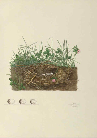 Reproducción/Reproduction 6058398471: Illustrations of the nests and eggs of birds of Ohio. v.2 Circleville, Ohio, U.S.A. :[s.n.],1886 