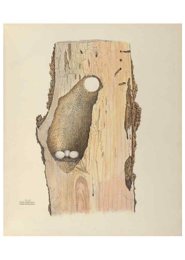 Reproducción/Reproduction 6058946358: Illustrations of the nests and eggs of birds of Ohio. v.2 Circleville, Ohio, U.S.A. :[s.n.],1886 