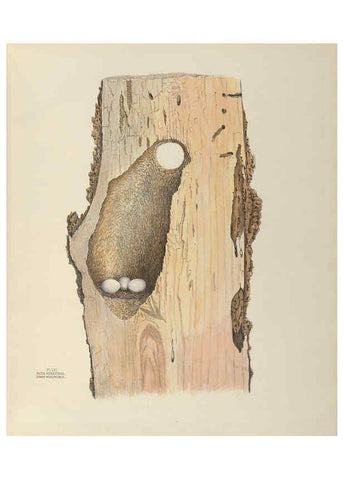 Reproducción/Reproduction 6058946358: Illustrations of the nests and eggs of birds of Ohio. v.2 Circleville, Ohio, U.S.A. :[s.n.],1886 