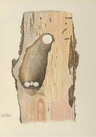 Reproducción/Reproduction 6058946358: Illustrations of the nests and eggs of birds of Ohio. v.2 Circleville, Ohio, U.S.A. :[s.n.],1886 