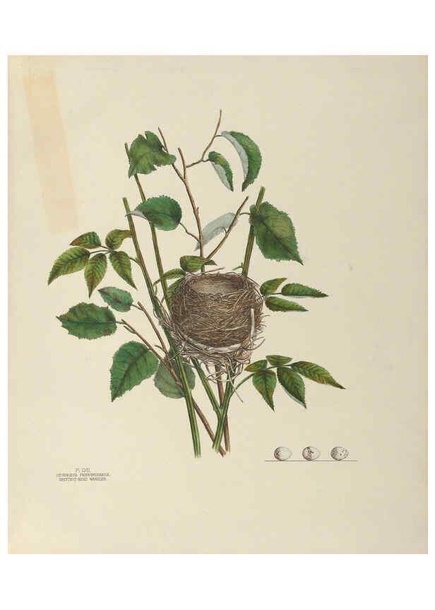 Reproducción/Reproduction 6058398755: Illustrations of the nests and eggs of birds of Ohio. v.2 Circleville, Ohio, U.S.A. :[s.n.],1886 