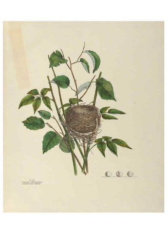 Reproducción/Reproduction 6058398755: Illustrations of the nests and eggs of birds of Ohio. v.2 Circleville, Ohio, U.S.A. :[s.n.],1886 