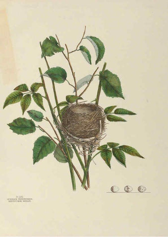 Reproducción/Reproduction 6058398755: Illustrations of the nests and eggs of birds of Ohio. v.2 Circleville, Ohio, U.S.A. :[s.n.],1886 