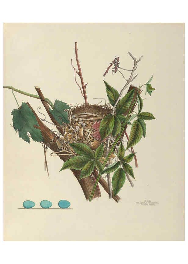 Reproducción/Reproduction 6058398893: Illustrations of the nests and eggs of birds of Ohio. v.2 Circleville, Ohio, U.S.A. :[s.n.],1886 