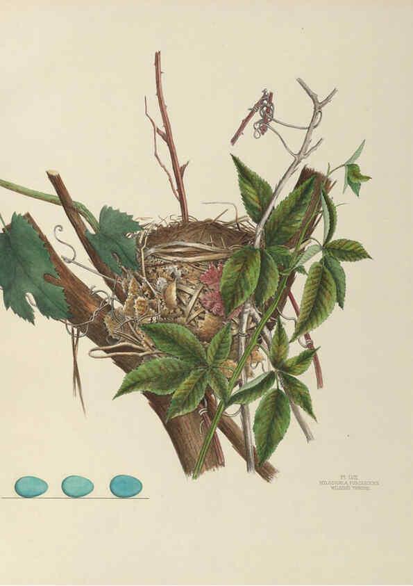 Reproducción/Reproduction 6058398893: Illustrations of the nests and eggs of birds of Ohio. v.2 Circleville, Ohio, U.S.A. :[s.n.],1886 