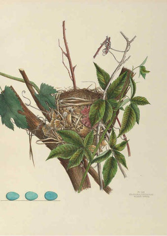 Reproducción/Reproduction 6058398893: Illustrations of the nests and eggs of birds of Ohio. v.2 Circleville, Ohio, U.S.A. :[s.n.],1886 