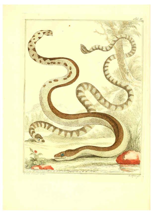 Reproducción/Reproduction 6056719954: Natuurkundige beschryving eener uitmuntende verzameling van zeldsaame gedierten Te Amsterdam :By J.B. Elwe,1804
