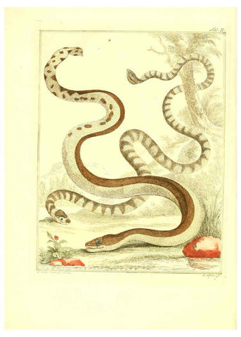 Reproducción/Reproduction 6056719954: Natuurkundige beschryving eener uitmuntende verzameling van zeldsaame gedierten Te Amsterdam :By J.B. Elwe,1804
