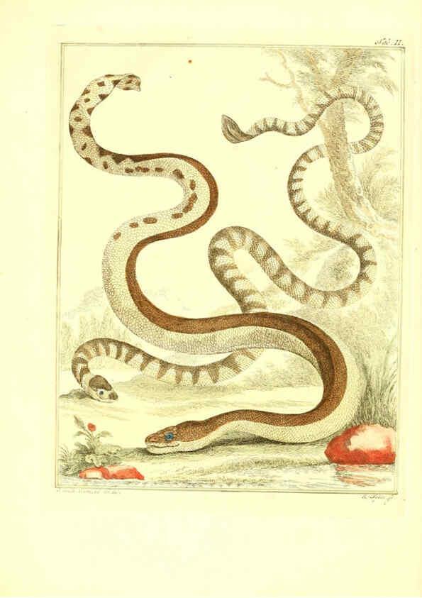 Reproducción/Reproduction 6056719954: Natuurkundige beschryving eener uitmuntende verzameling van zeldsaame gedierten Te Amsterdam :By J.B. Elwe,1804