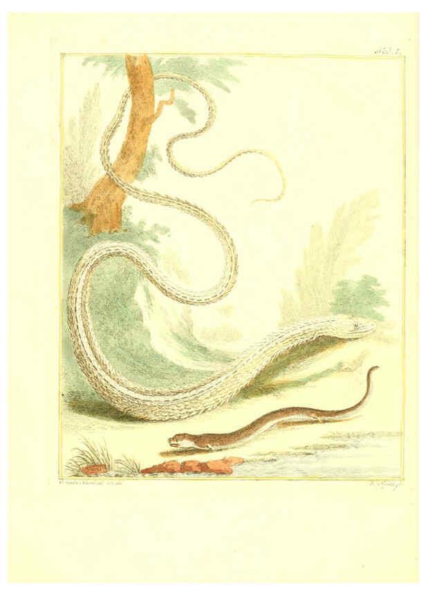 Reproducción/Reproduction 6056719592: Natuurkundige beschryving eener uitmuntende verzameling van zeldsaame gedierten Te Amsterdam :By J.B. Elwe,1804