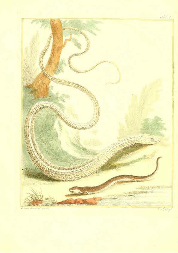 Reproducción/Reproduction 6056719592: Natuurkundige beschryving eener uitmuntende verzameling van zeldsaame gedierten Te Amsterdam :By J.B. Elwe,1804