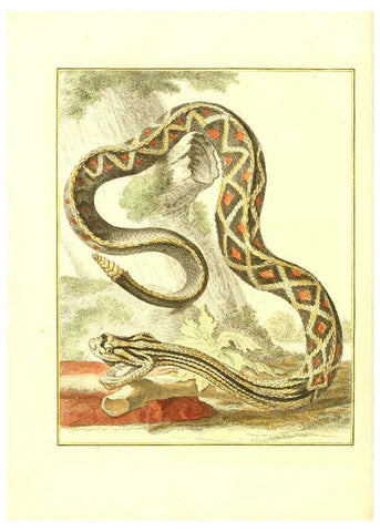 Reproducción/Reproduction 6056171013: Natuurkundige beschryving eener uitmuntende verzameling van zeldsaame gedierten Te Amsterdam :By J.B. Elwe,1804