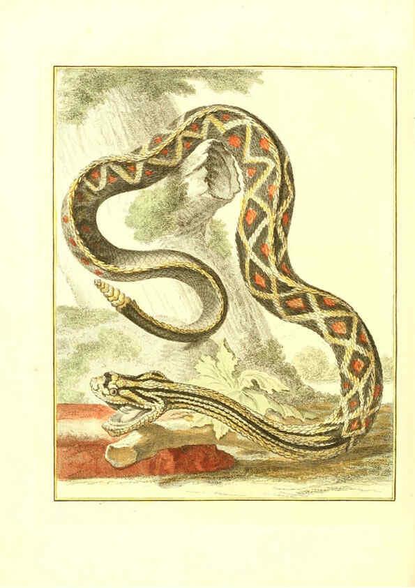 Reproducción/Reproduction 6056171013: Natuurkundige beschryving eener uitmuntende verzameling van zeldsaame gedierten Te Amsterdam :By J.B. Elwe,1804