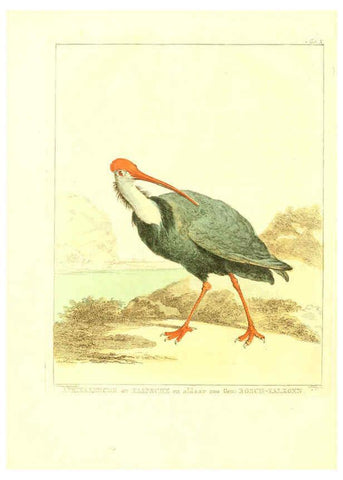 Reproducción/Reproduction 6056170607: Natuurkundige beschryving eener uitmuntende verzameling van zeldsaame gedierten Te Amsterdam :By J.B. Elwe,1804