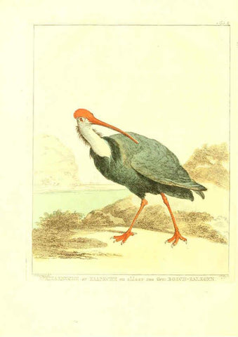 Reproducción/Reproduction 6056170607: Natuurkundige beschryving eener uitmuntende verzameling van zeldsaame gedierten Te Amsterdam :By J.B. Elwe,1804