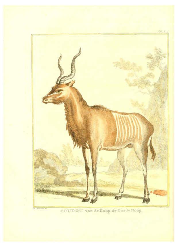 Reproducción/Reproduction 6056165023: Natuurkundige beschryving eener uitmuntende verzameling van zeldsaame gedierten Te Amsterdam :By J.B. Elwe,1804