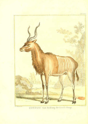 Reproducción/Reproduction 6056165023: Natuurkundige beschryving eener uitmuntende verzameling van zeldsaame gedierten Te Amsterdam :By J.B. Elwe,1804