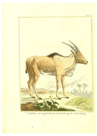 Reproducción/Reproduction 6056165357: Natuurkundige beschryving eener uitmuntende verzameling van zeldsaame gedierten Te Amsterdam :By J.B. Elwe,1804