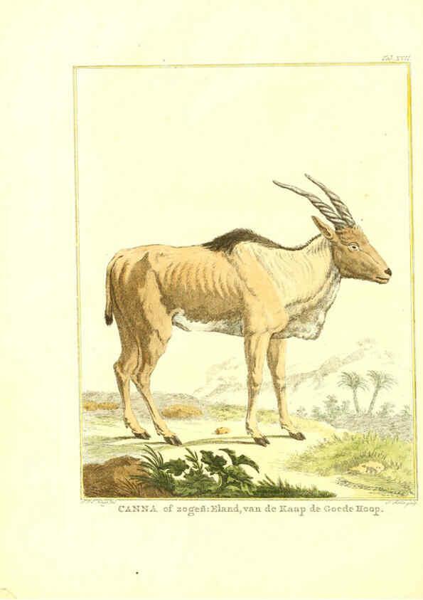 Reproducción/Reproduction 6056165357: Natuurkundige beschryving eener uitmuntende verzameling van zeldsaame gedierten Te Amsterdam :By J.B. Elwe,1804