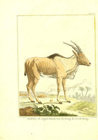 Reproducción/Reproduction 6056165357: Natuurkundige beschryving eener uitmuntende verzameling van zeldsaame gedierten Te Amsterdam :By J.B. Elwe,1804