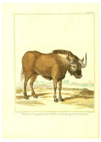 Reproducción/Reproduction 6056165745: Natuurkundige beschryving eener uitmuntende verzameling van zeldsaame gedierten Te Amsterdam :By J.B. Elwe,1804
