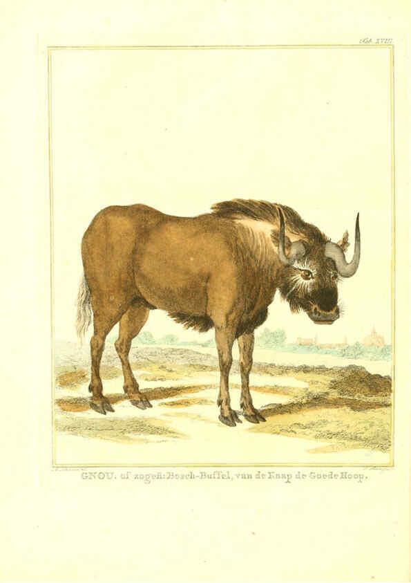 Reproducción/Reproduction 6056165745: Natuurkundige beschryving eener uitmuntende verzameling van zeldsaame gedierten Te Amsterdam :By J.B. Elwe,1804