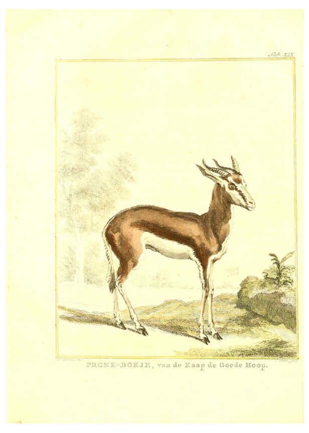 Reproducción/Reproduction 6056166019: Natuurkundige beschryving eener uitmuntende verzameling van zeldsaame gedierten Te Amsterdam :By J.B. Elwe,1804