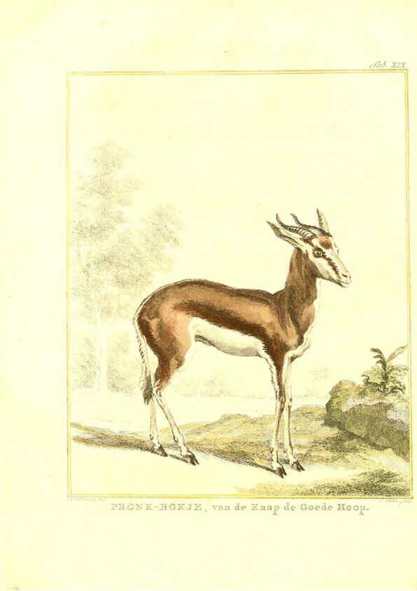 Reproducción/Reproduction 6056166019: Natuurkundige beschryving eener uitmuntende verzameling van zeldsaame gedierten Te Amsterdam :By J.B. Elwe,1804