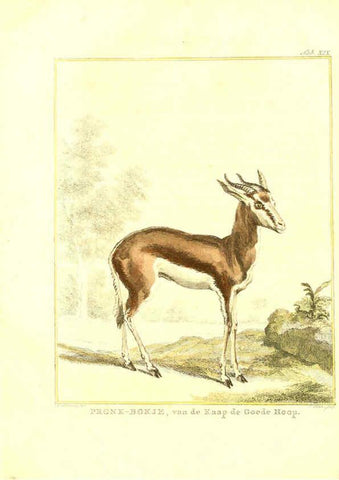 Reproducción/Reproduction 6056166019: Natuurkundige beschryving eener uitmuntende verzameling van zeldsaame gedierten Te Amsterdam :By J.B. Elwe,1804