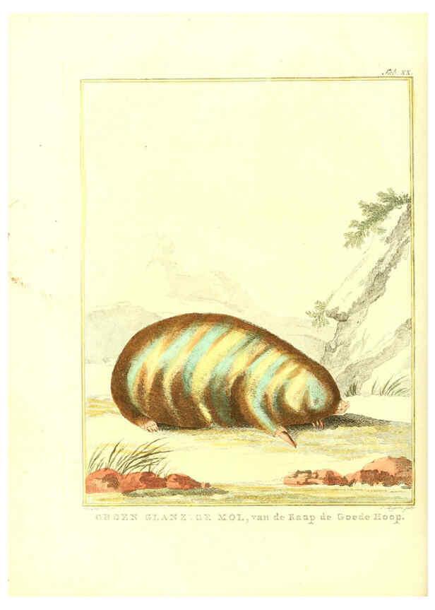 Reproducción/Reproduction 6056166305: Natuurkundige beschryving eener uitmuntende verzameling van zeldsaame gedierten Te Amsterdam :By J.B. Elwe,1804