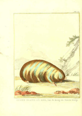 Reproducción/Reproduction 6056166305: Natuurkundige beschryving eener uitmuntende verzameling van zeldsaame gedierten Te Amsterdam :By J.B. Elwe,1804