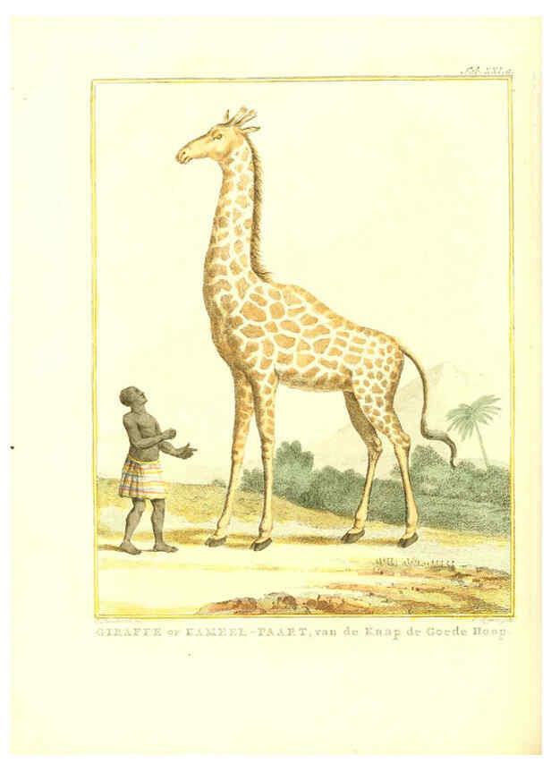 Reproducción/Reproduction 6056714946: Natuurkundige beschryving eener uitmuntende verzameling van zeldsaame gedierten Te Amsterdam :By J.B. Elwe,1804