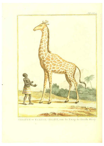 Reproducción/Reproduction 6056714946: Natuurkundige beschryving eener uitmuntende verzameling van zeldsaame gedierten Te Amsterdam :By J.B. Elwe,1804