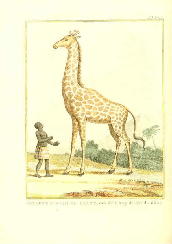 Reproducción/Reproduction 6056714946: Natuurkundige beschryving eener uitmuntende verzameling van zeldsaame gedierten Te Amsterdam :By J.B. Elwe,1804