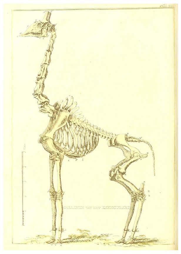 Reproducción/Reproduction 6056715334: Natuurkundige beschryving eener uitmuntende verzameling van zeldsaame gedierten Te Amsterdam :By J.B. Elwe,1804