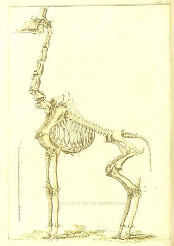 Reproducción/Reproduction 6056715334: Natuurkundige beschryving eener uitmuntende verzameling van zeldsaame gedierten Te Amsterdam :By J.B. Elwe,1804