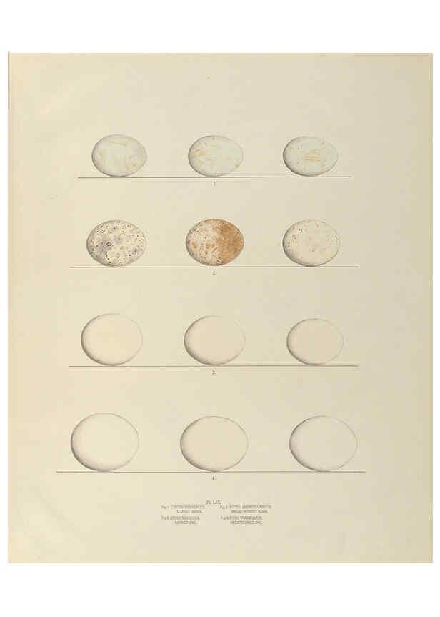 Reproducción/Reproduction 6058946822: Illustrations of the nests and eggs of birds of Ohio. v.2 Circleville, Ohio, U.S.A. :[s.n.],1886 