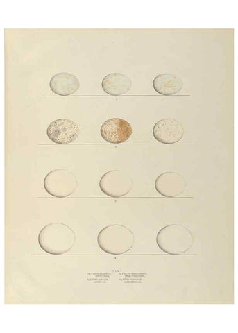 Reproducción/Reproduction 6058946822: Illustrations of the nests and eggs of birds of Ohio. v.2 Circleville, Ohio, U.S.A. :[s.n.],1886 
