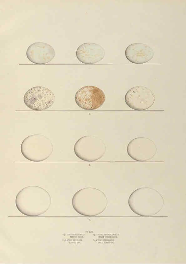 Reproducción/Reproduction 6058946822: Illustrations of the nests and eggs of birds of Ohio. v.2 Circleville, Ohio, U.S.A. :[s.n.],1886 