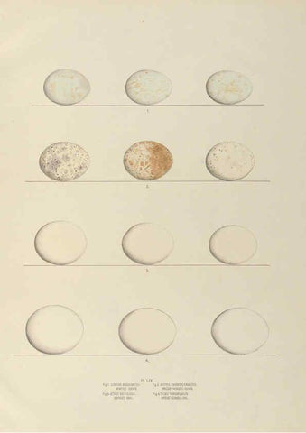 Reproducción/Reproduction 6058946822: Illustrations of the nests and eggs of birds of Ohio. v.2 Circleville, Ohio, U.S.A. :[s.n.],1886 