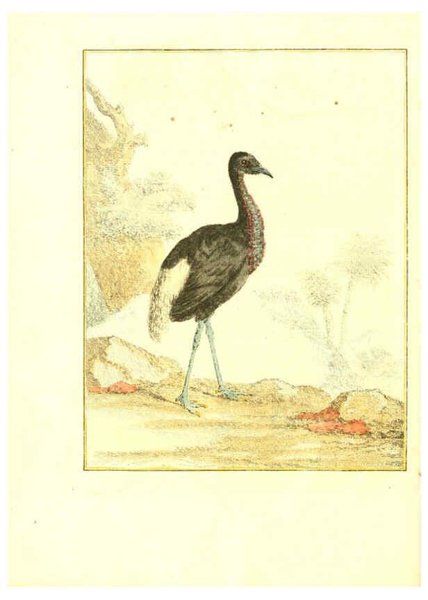 Reproducción/Reproduction 6056167515: Natuurkundige beschryving eener uitmuntende verzameling van zeldsaame gedierten Te Amsterdam :By J.B. Elwe,1804
