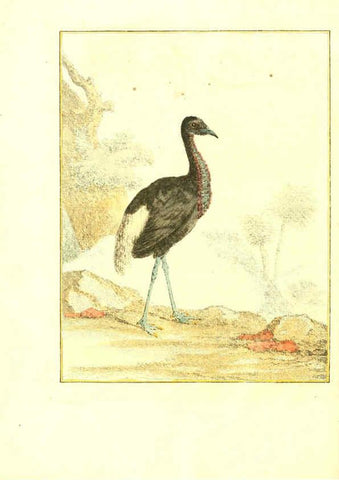 Reproducción/Reproduction 6056167515: Natuurkundige beschryving eener uitmuntende verzameling van zeldsaame gedierten Te Amsterdam :By J.B. Elwe,1804