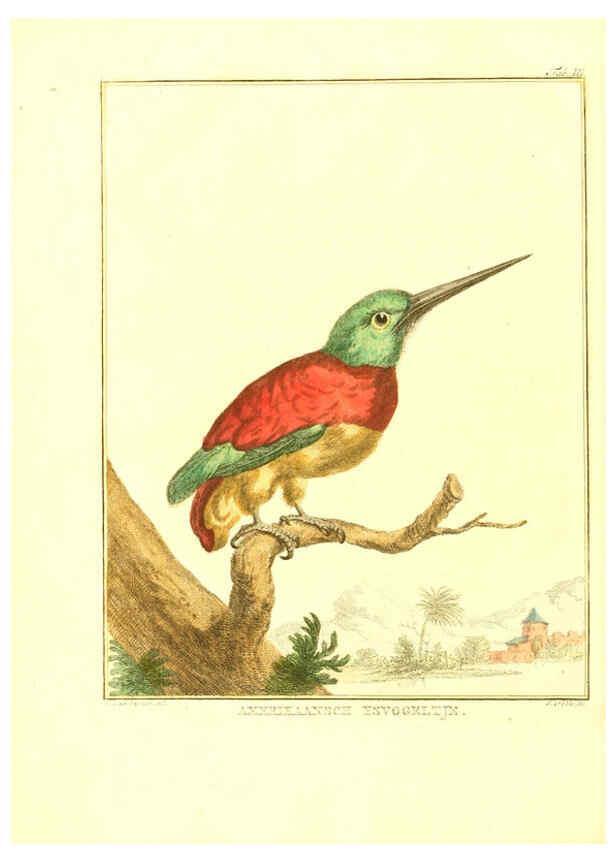 Reproducción/Reproduction 6056716192: Natuurkundige beschryving eener uitmuntende verzameling van zeldsaame gedierten Te Amsterdam :By J.B. Elwe,1804