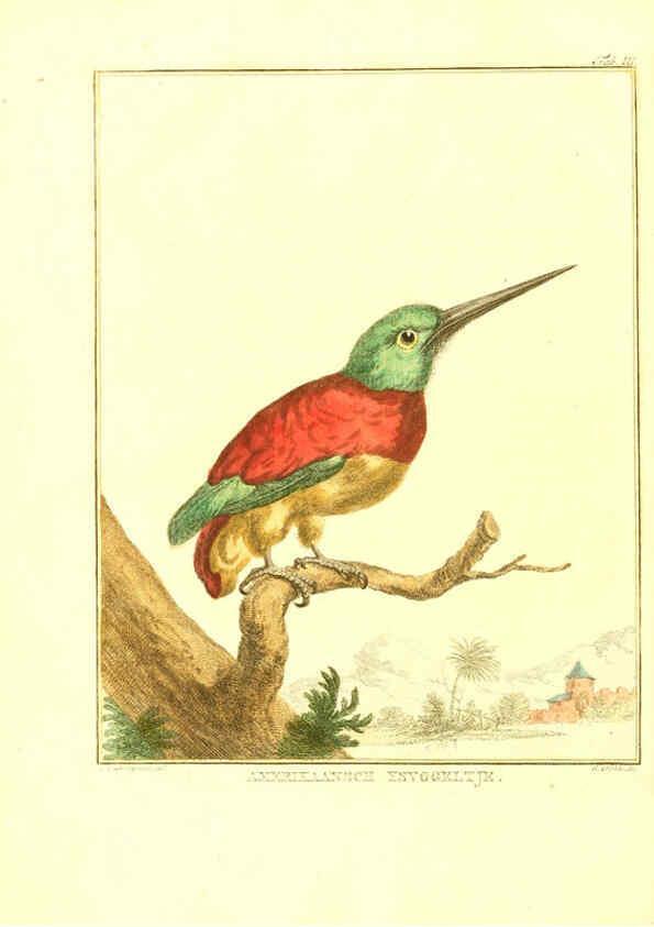 Reproducción/Reproduction 6056716192: Natuurkundige beschryving eener uitmuntende verzameling van zeldsaame gedierten Te Amsterdam :By J.B. Elwe,1804