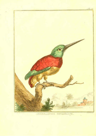Reproducción/Reproduction 6056716192: Natuurkundige beschryving eener uitmuntende verzameling van zeldsaame gedierten Te Amsterdam :By J.B. Elwe,1804