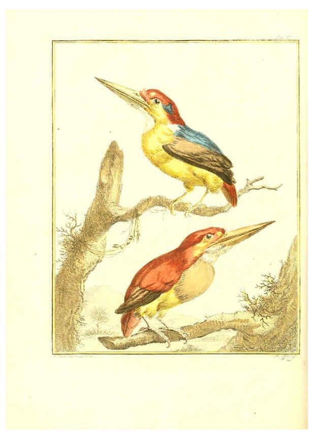 Reproducción/Reproduction 6056168379: Natuurkundige beschryving eener uitmuntende verzameling van zeldsaame gedierten Te Amsterdam :By J.B. Elwe,1804